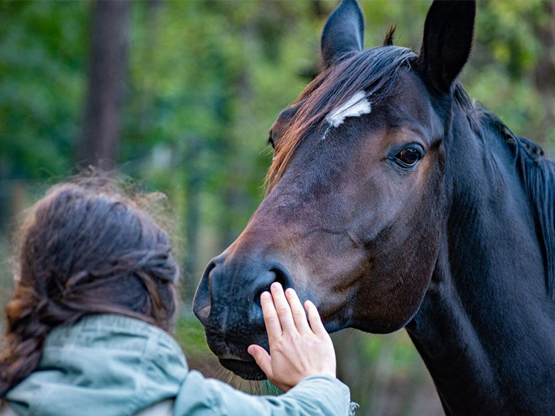 horse